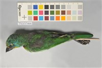 藏品(五色鳥)的圖片